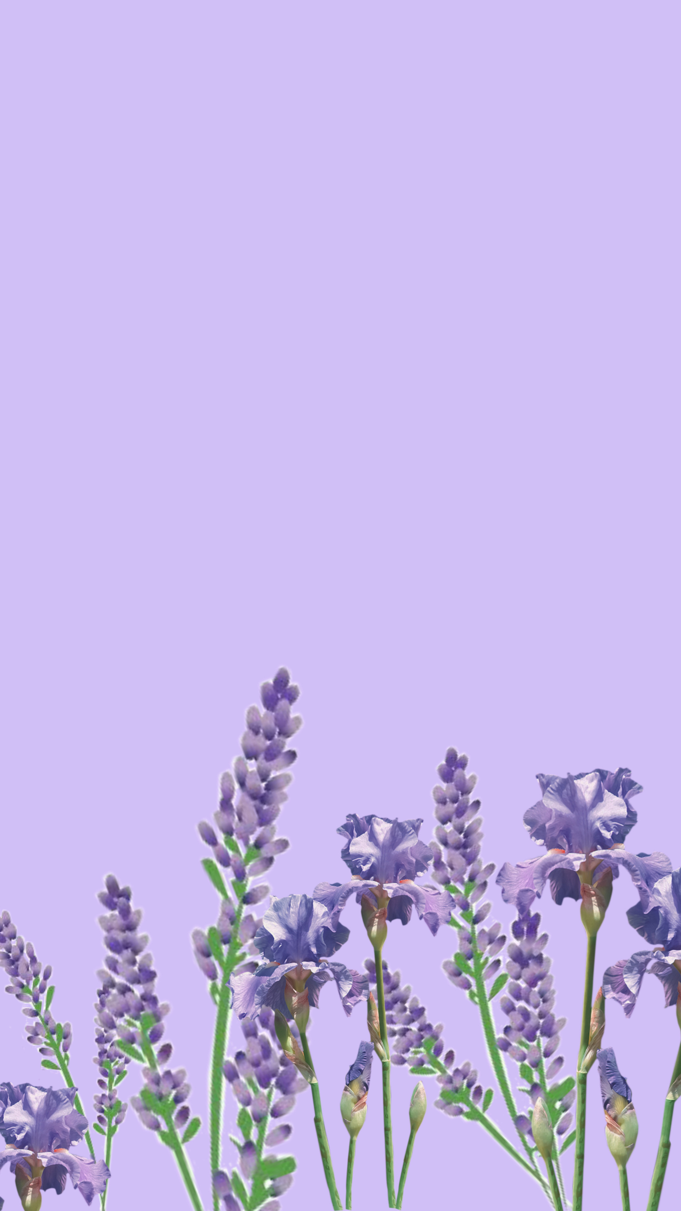 Purple Aesthetic  Purple Flower Gift Wallpaper Download  MobCup