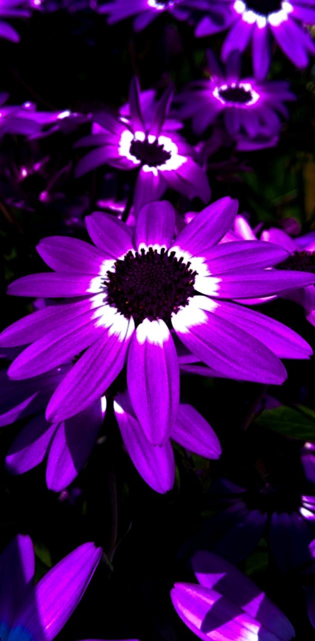 Purple flower wallpaper