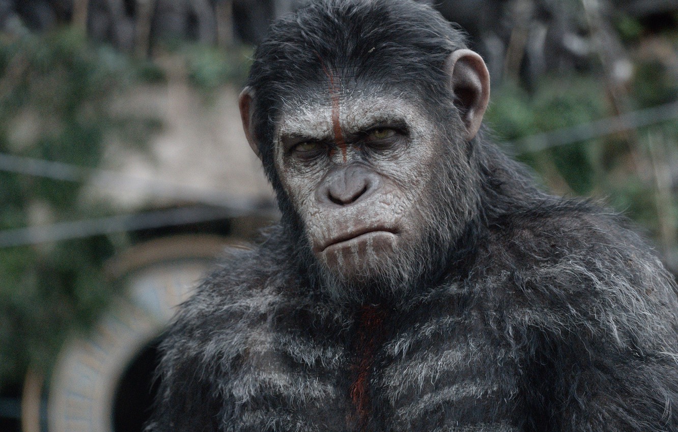 Wallpaper cinema, movie, film, Cesar, War for the Planet of the Ape image for desktop, section фильмы