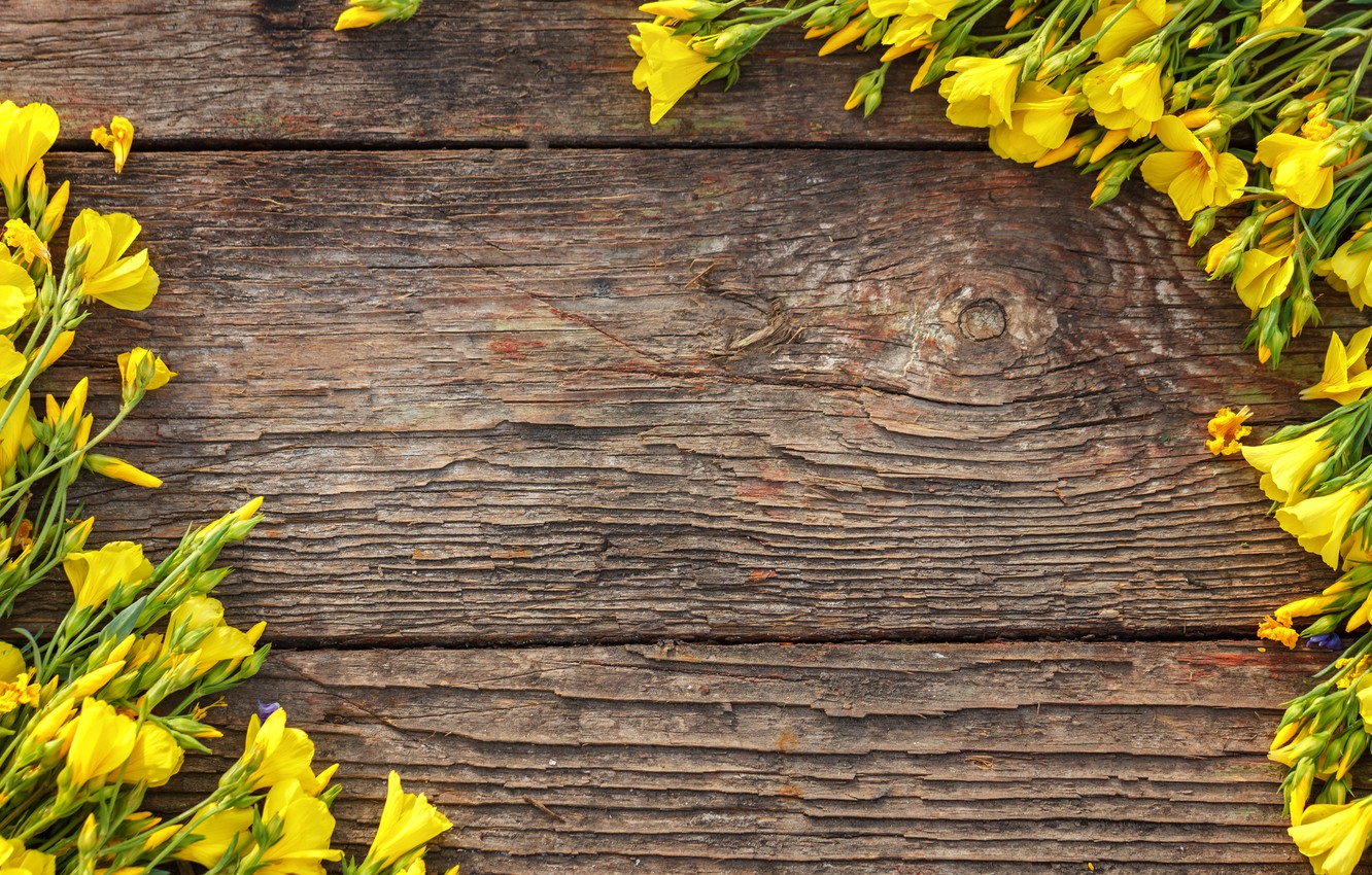 Wallpaper flowers, yellow, yellow, wood, flowers, spring image for desktop, section цветы