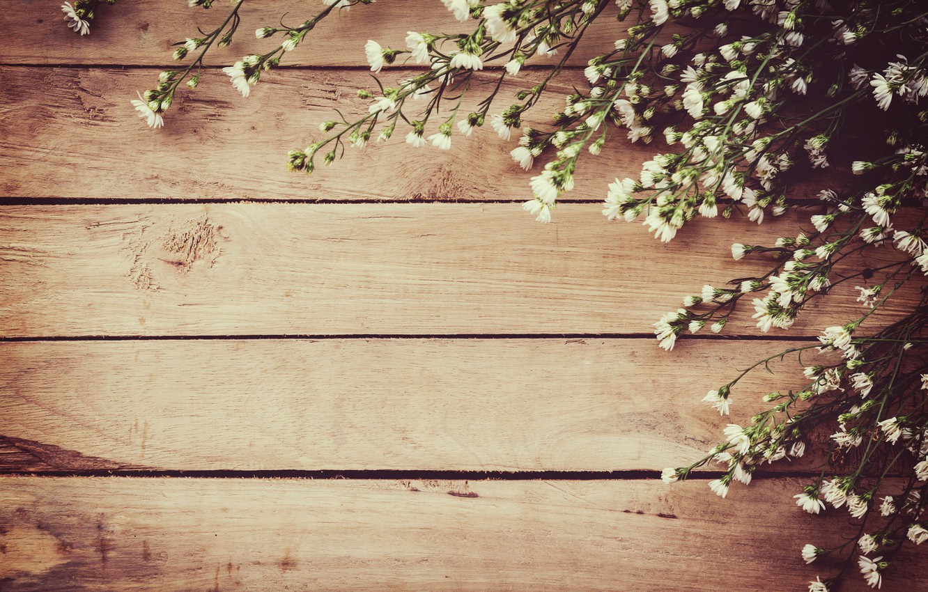 Wallpaper flowers, spring, white, white, wood, blossom, flowers, spring image for desktop, section цветы