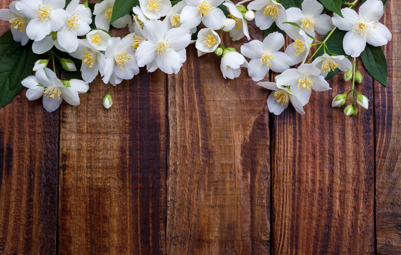 Wallpaper flowers, spring, white, white, flowering, wood, blossom, flowers, spring image for desktop, section цветы