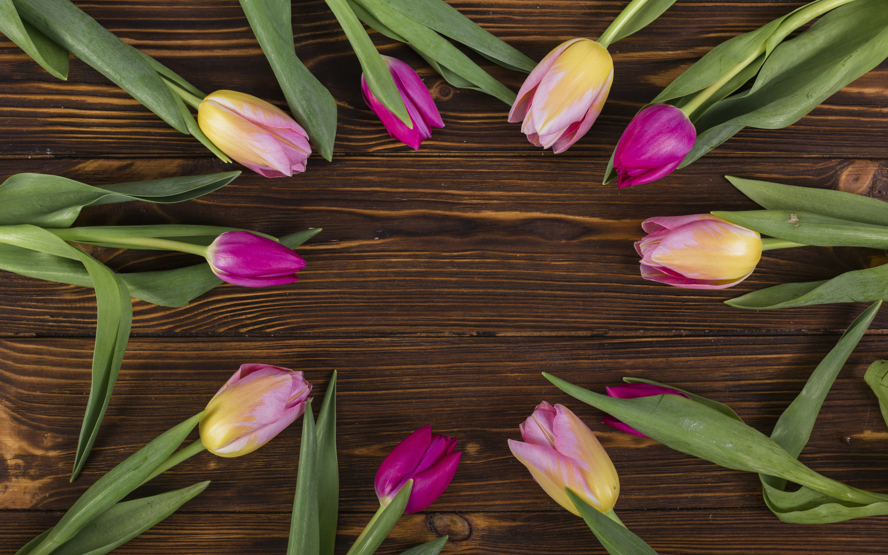 Download wallpaper frame with tulips, wooden brown background, spring flowers, tulips on wooden background, frame of flowers for desktop with resolution 2880x1800. High Quality HD picture wallpaper
