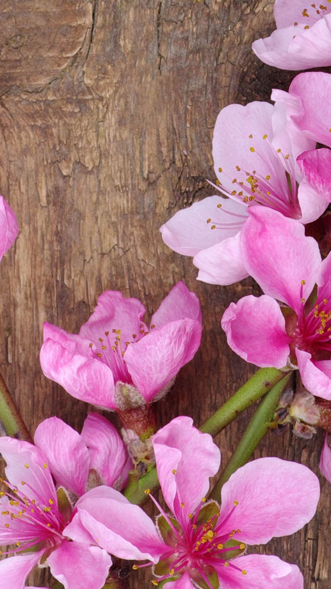 Pink Flowers, Spring, Petals, Wood
