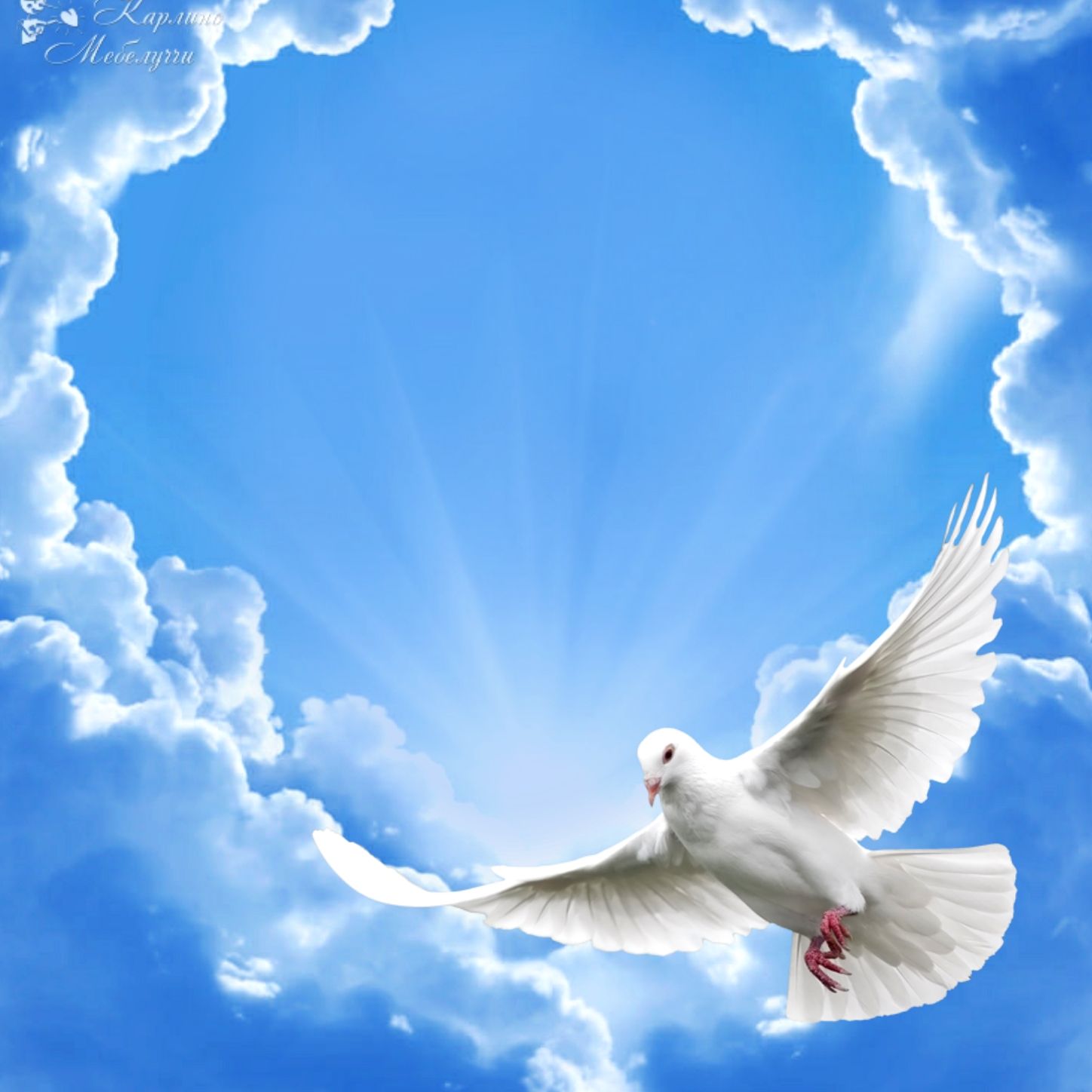 White Pigeon #Ghy01 #specialDays. Fotos de palomas, Fotos de alas de ángel, Fotos del espiritu santo