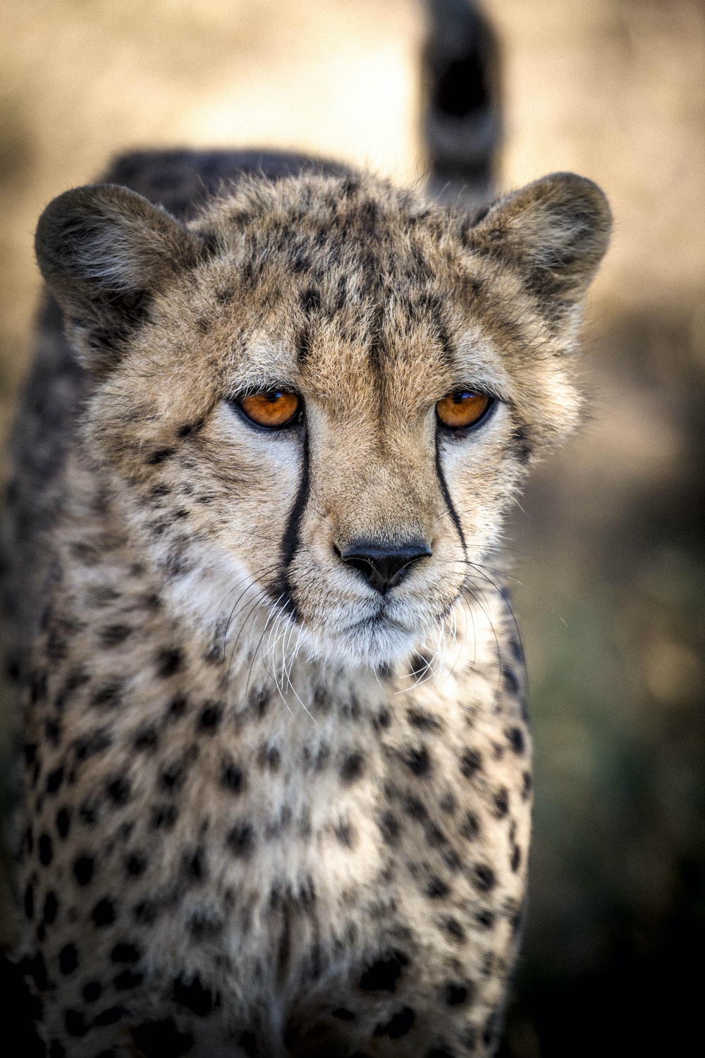 Cheetah Picture [HD]. Download Free Image
