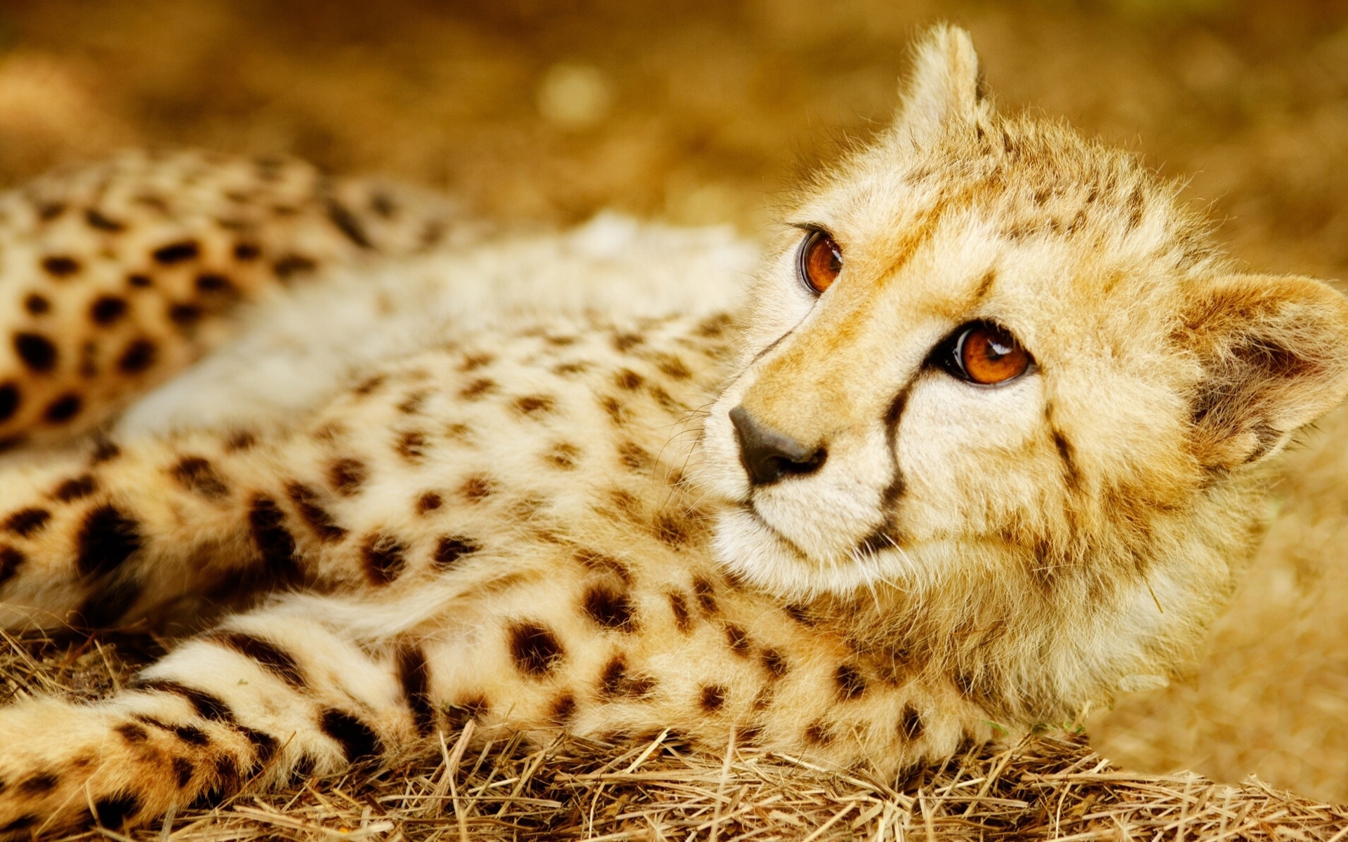 of Cheetah 4K wallpaper for your desktop or mobile screen