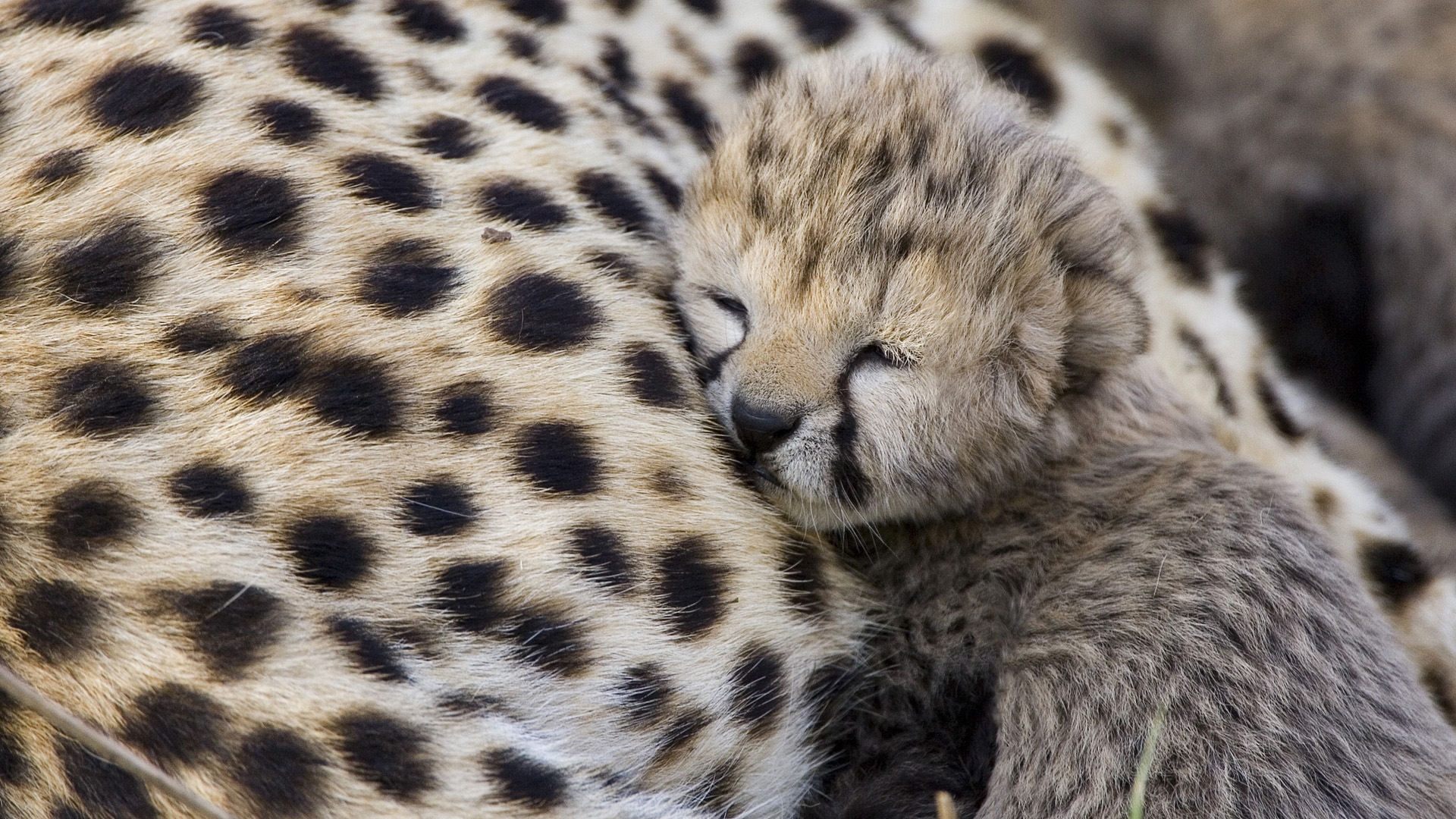 Adorable Baby Cheetah wallpaperx1080
