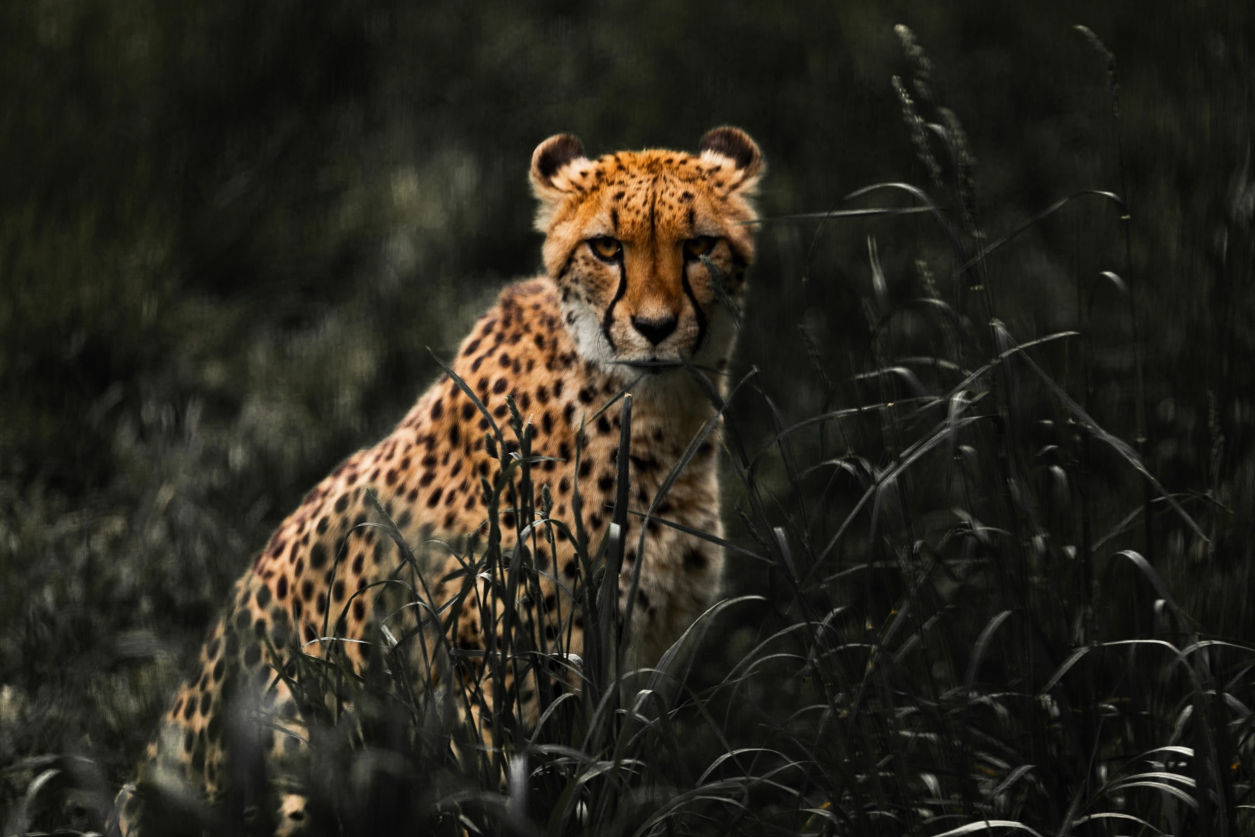 Best Cheetah Photo · 100% Free Downloads