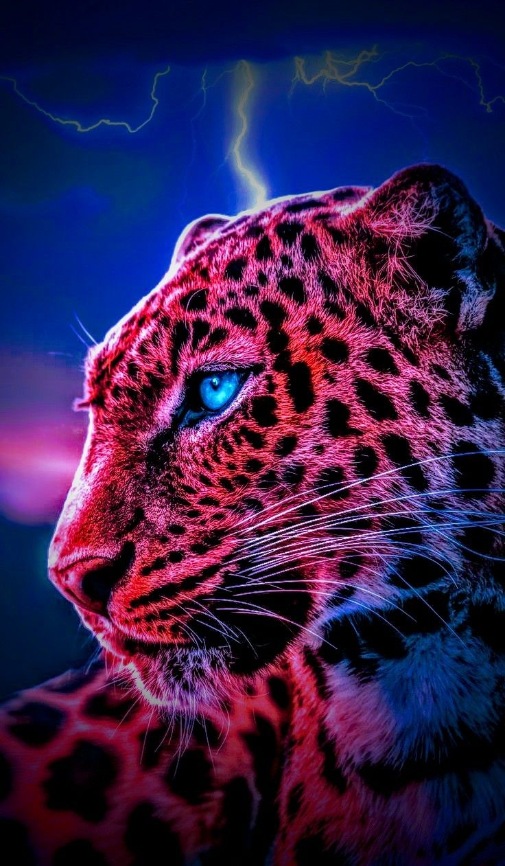 Cheetah wallpaper HD. Wild animal wallpaper, Cheetah wallpaper, Jaguar animal