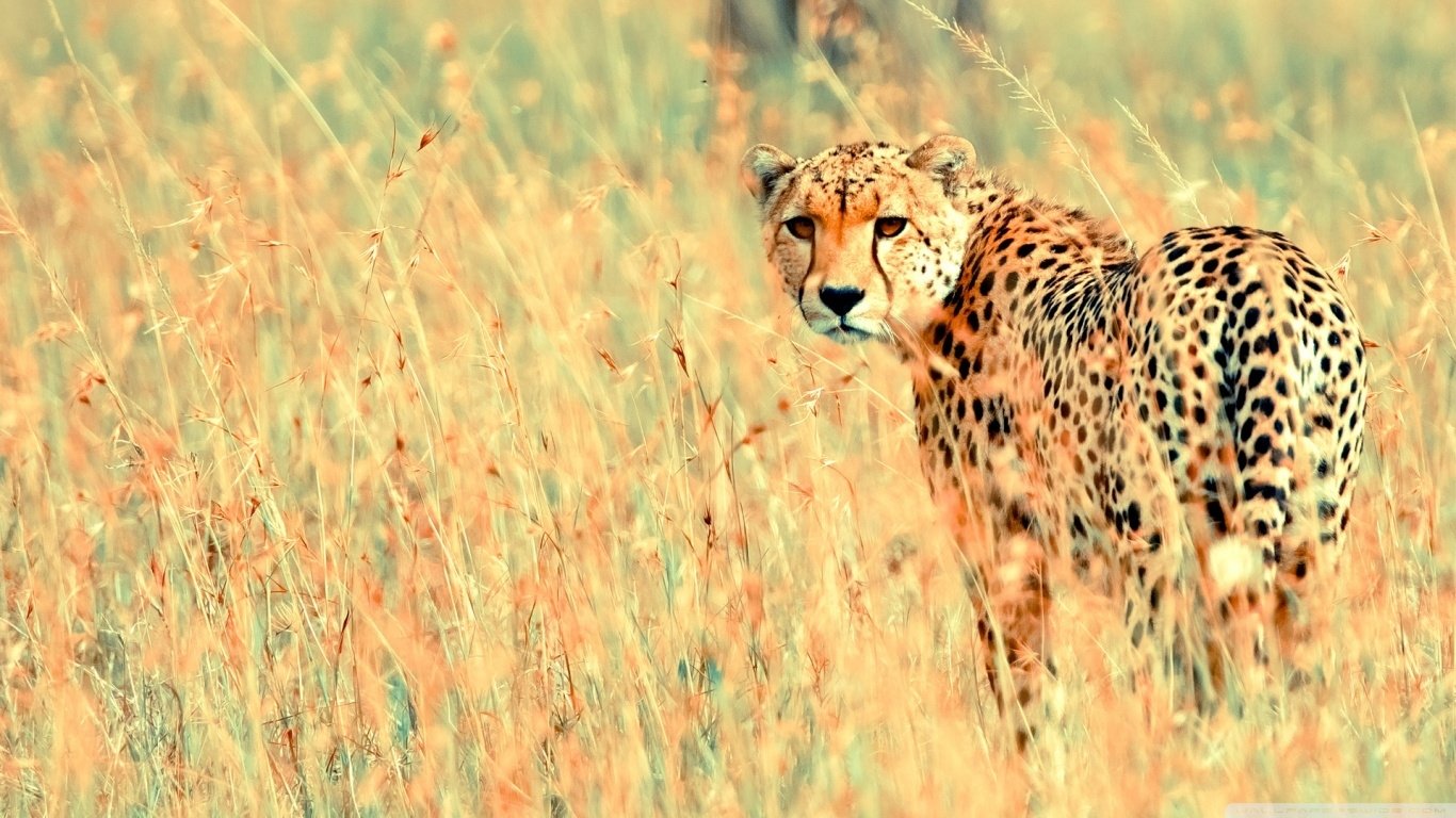 Cheetah Wallpaper and Background Imagex768