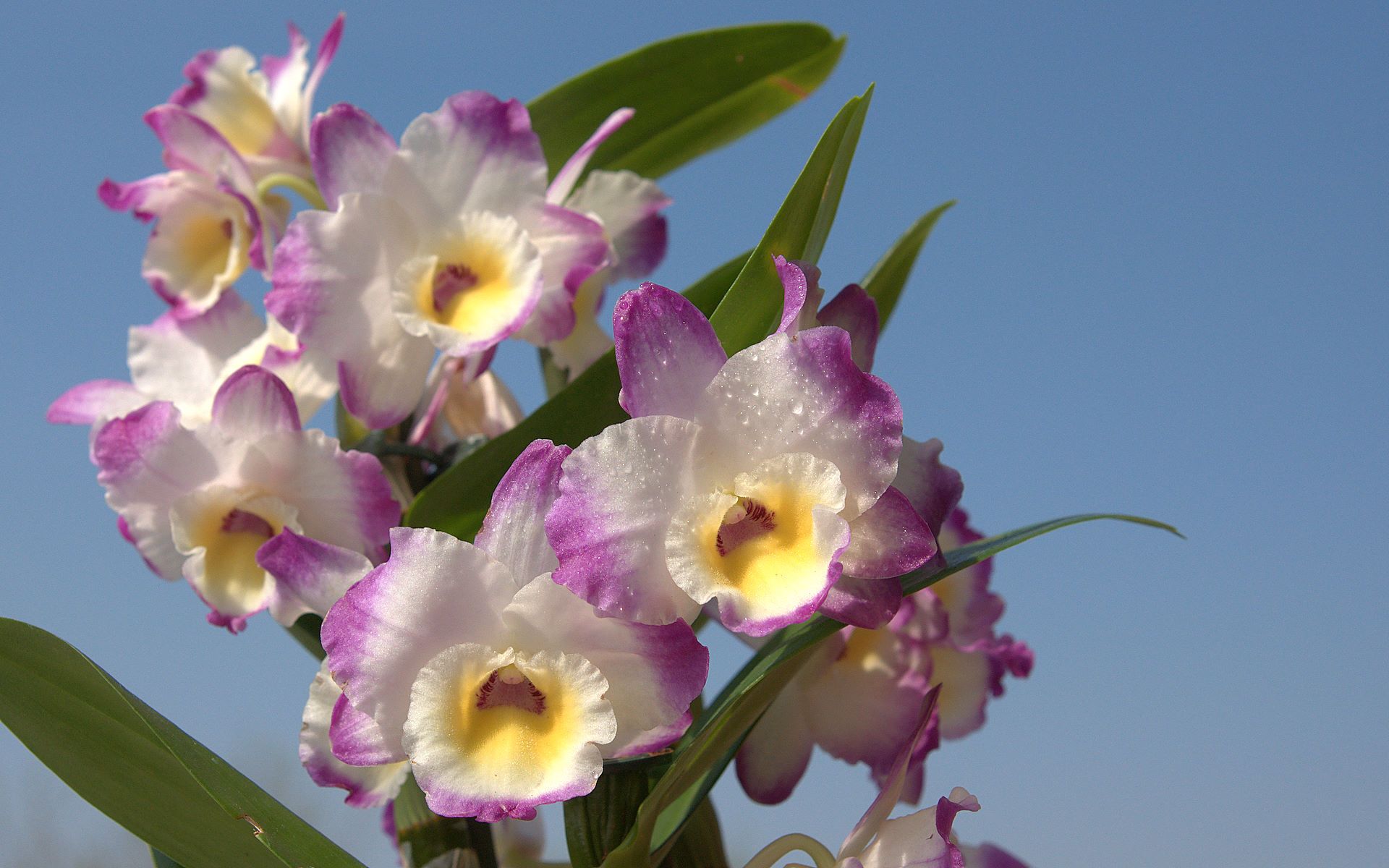 Cattleya Wallpapers - Wallpaper Cave