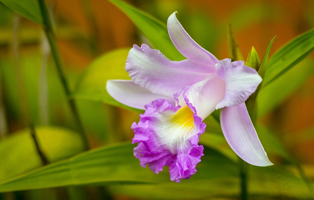 Cattleya Wallpapers - Wallpaper Cave