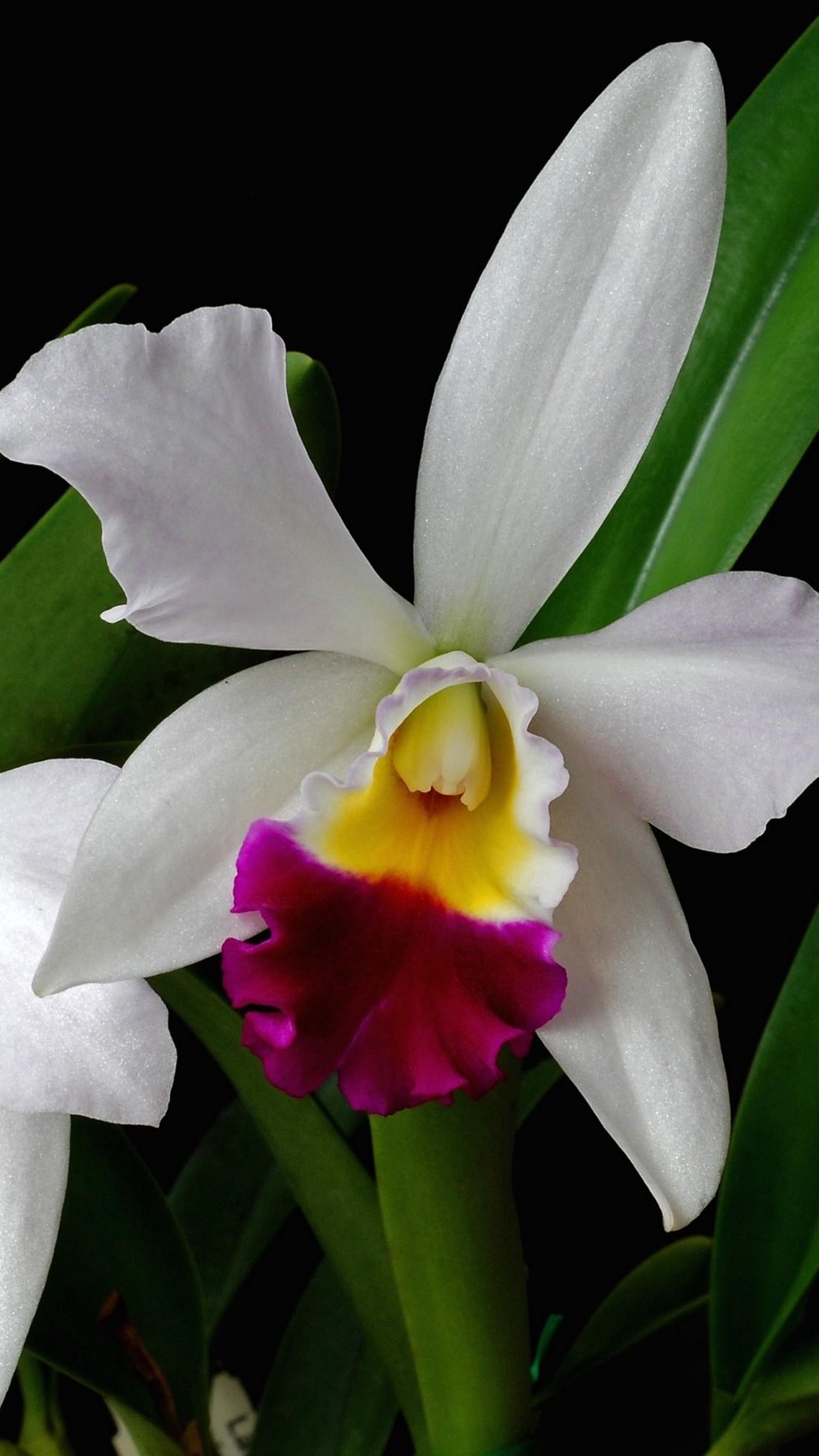 Cattleya Wallpapers - Wallpaper Cave