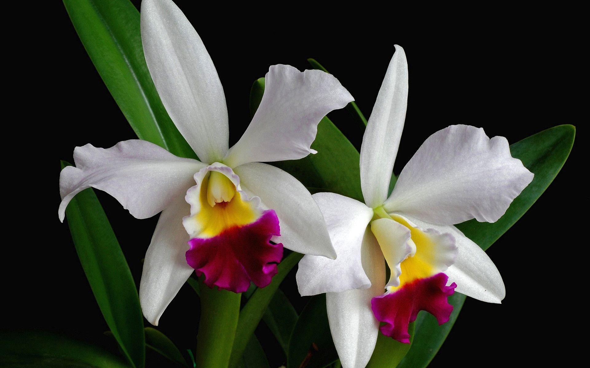 Cattleya Wallpapers - Wallpaper Cave