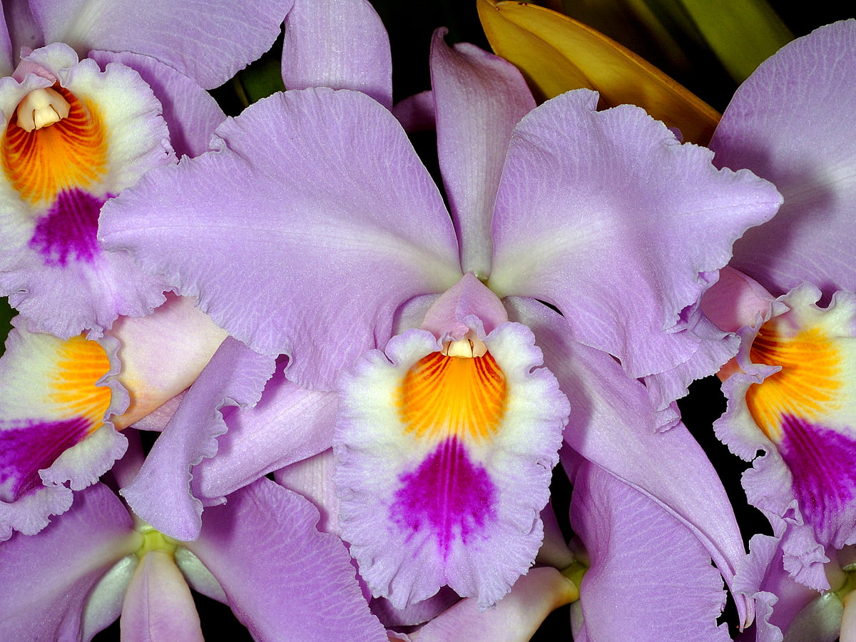 каттлея цветок род орхидей фото