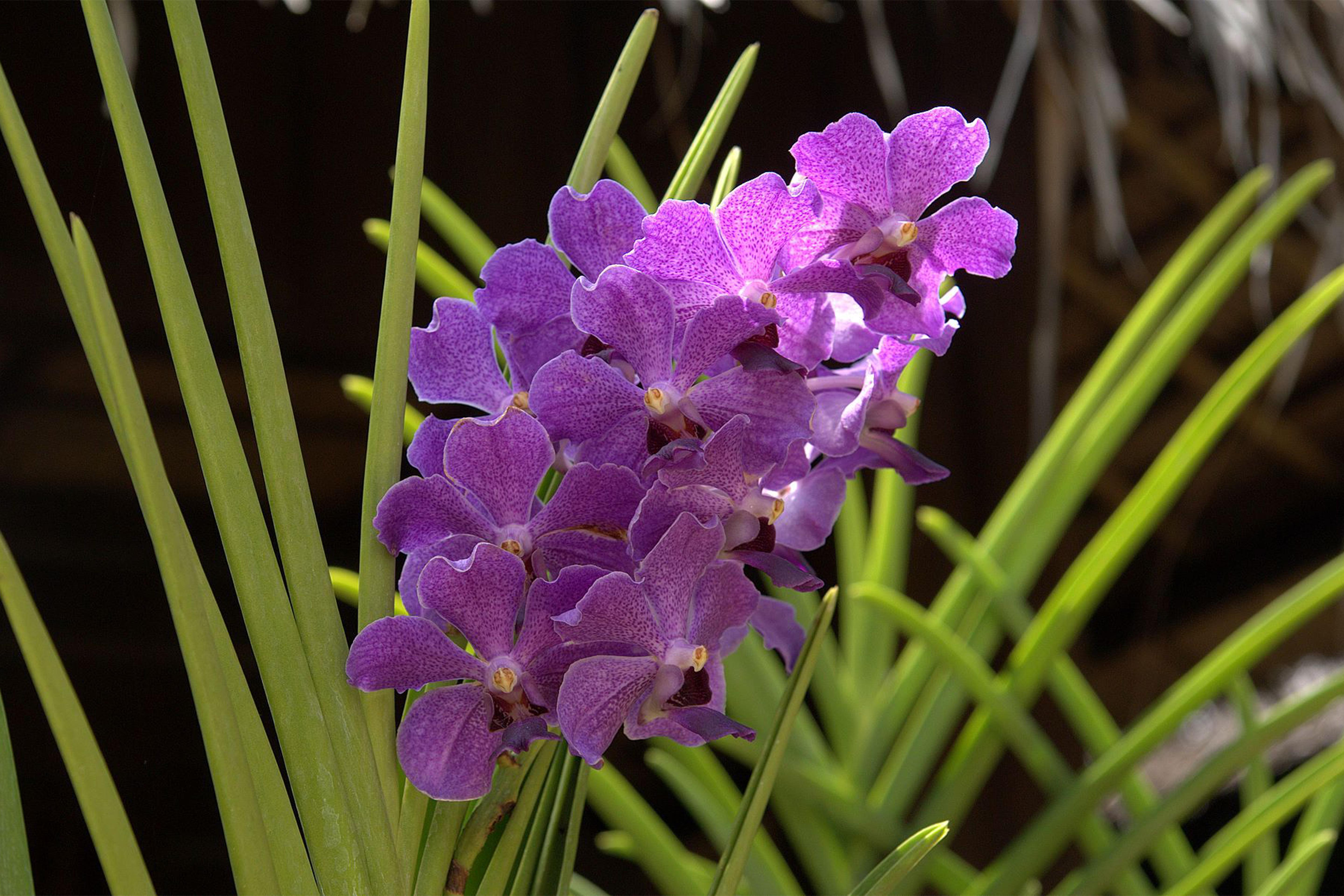 Cattleya Wallpapers - Wallpaper Cave