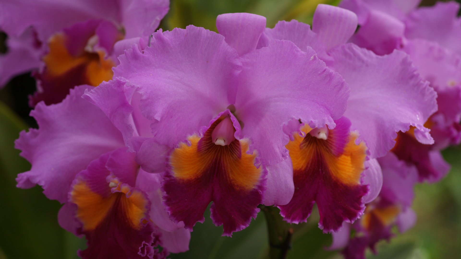 Cattleya Wallpapers - Wallpaper Cave