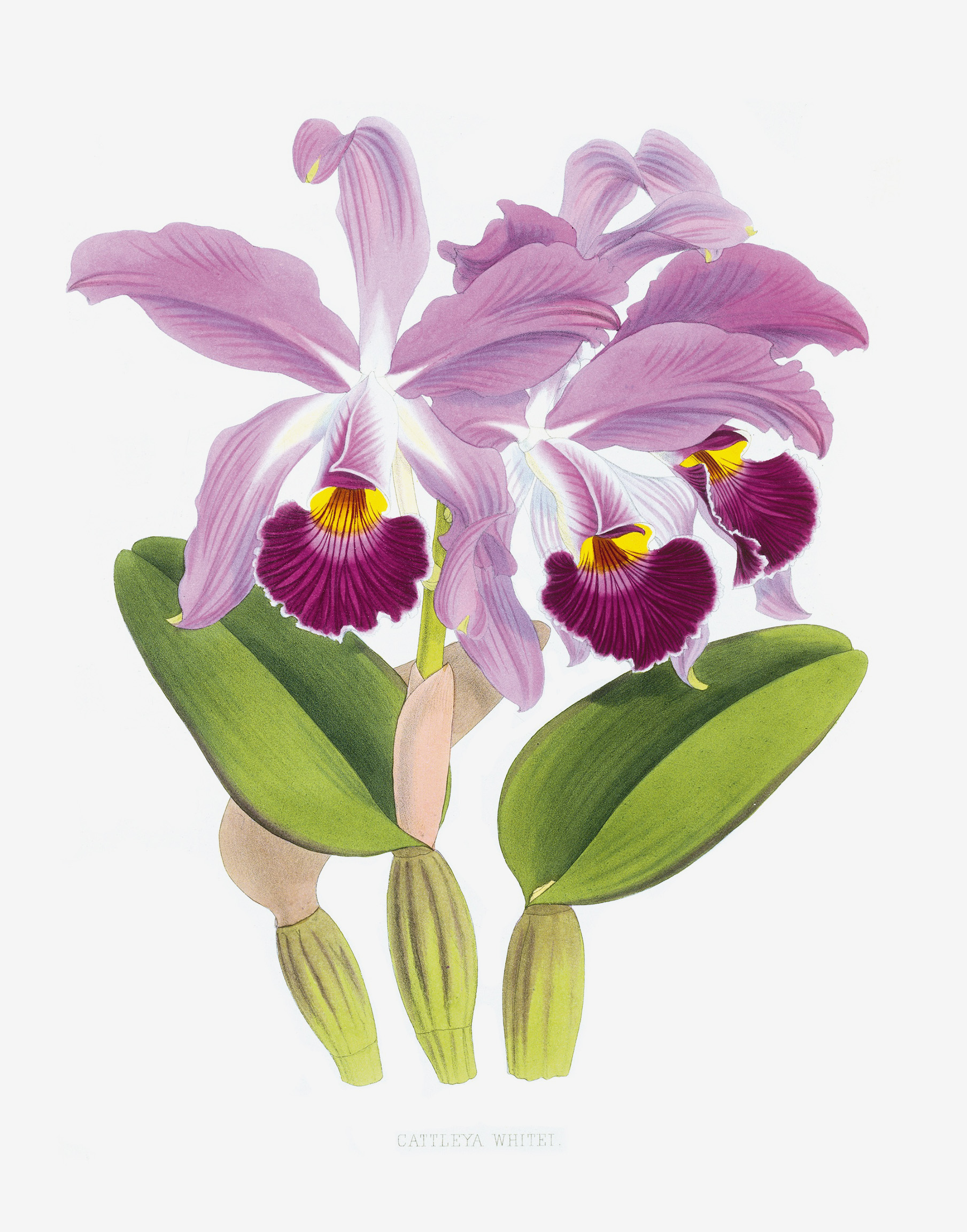 Cattleya Wallpapers - Wallpaper Cave