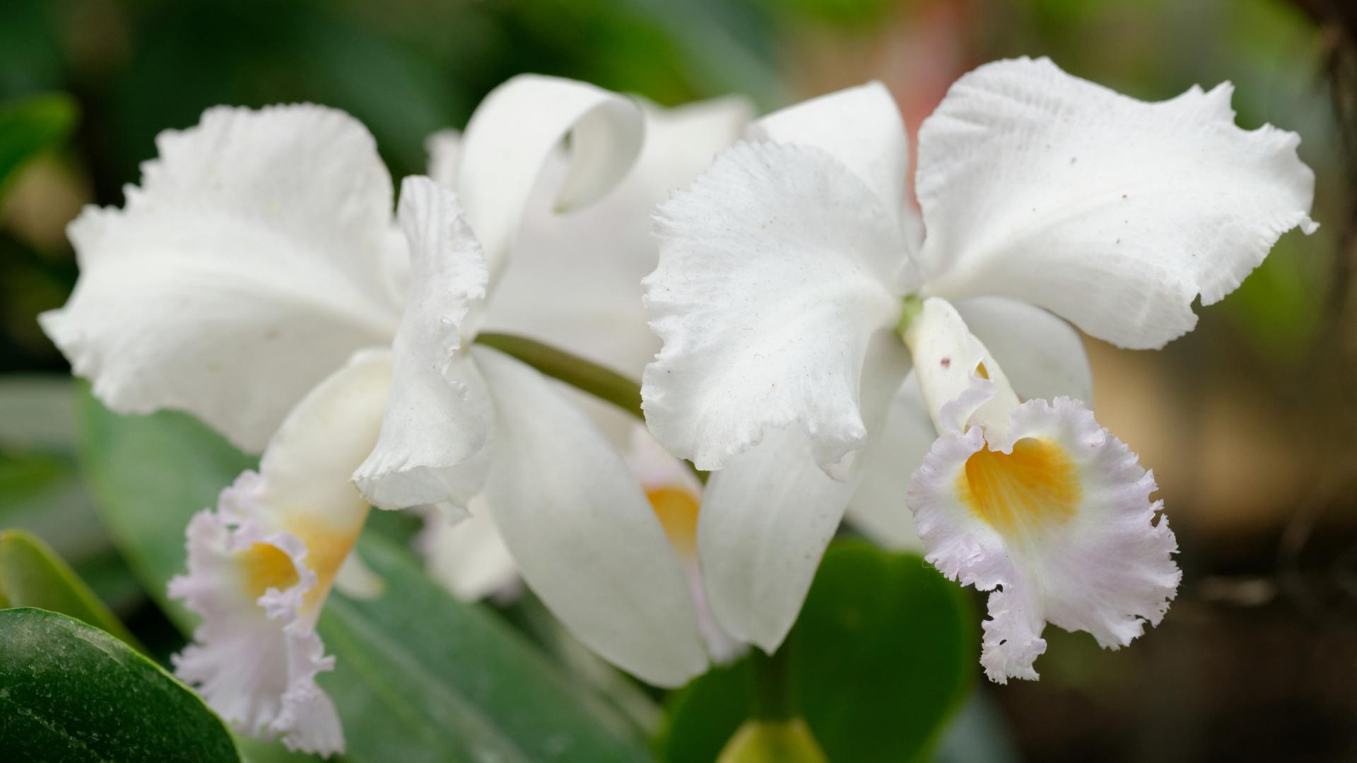 Cattleya Wallpapers - Wallpaper Cave