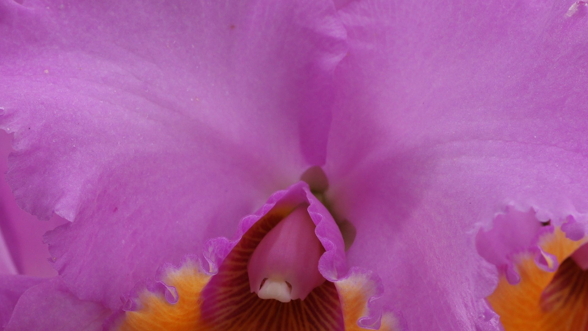 Cattleya Wallpapers - Wallpaper Cave