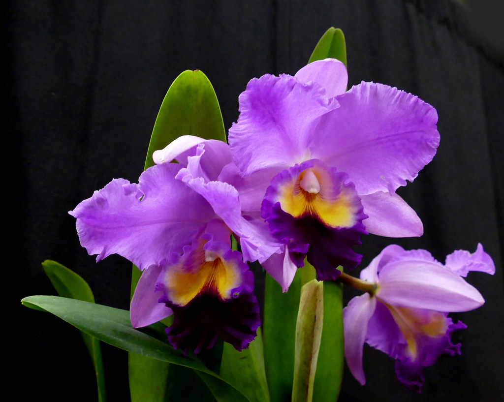 Cattleya Wallpapers - Wallpaper Cave