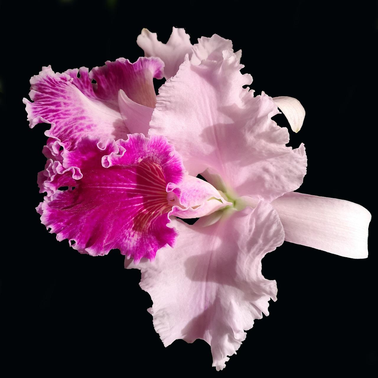 Cattleya Wallpapers - Wallpaper Cave