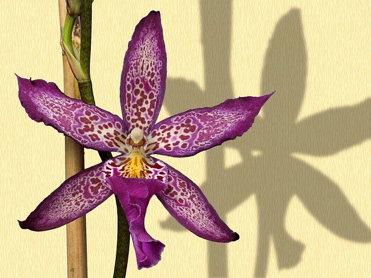 Cattleya Wallpapers - Wallpaper Cave