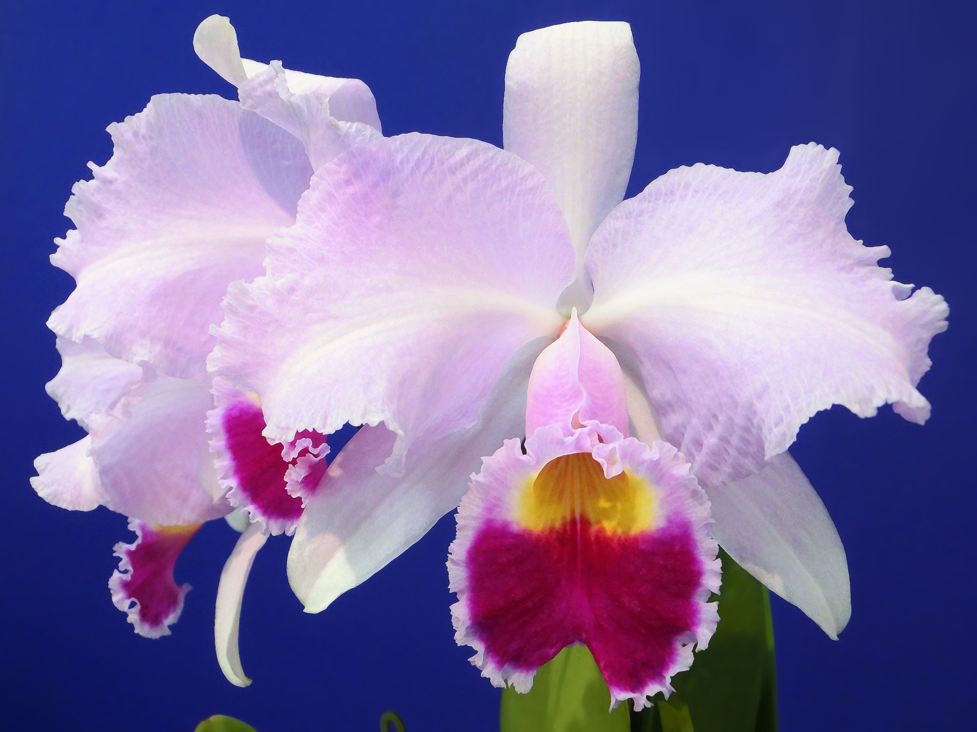 Cattleya Wallpapers - Wallpaper Cave