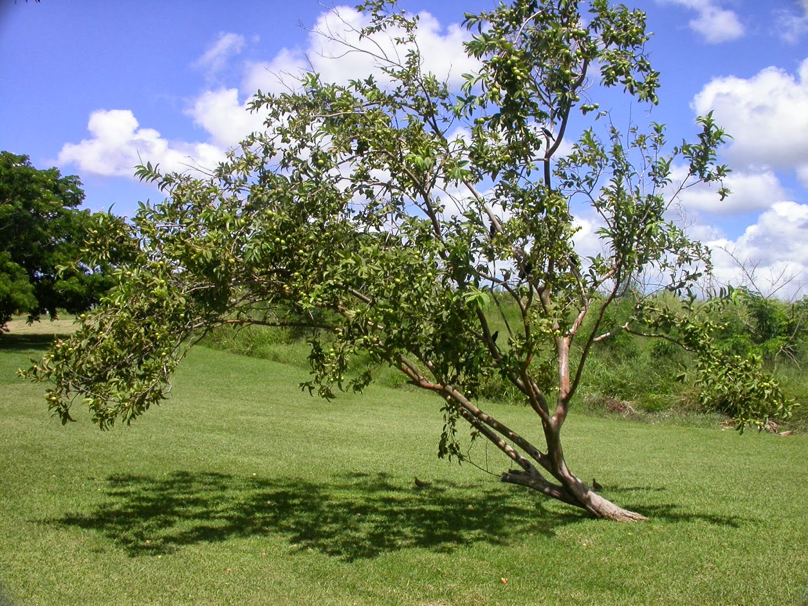 Barbados Flora & Fauna: Guava Trees (Psidium guajava)