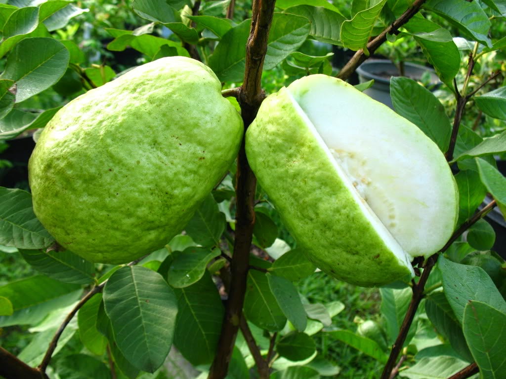 Guava