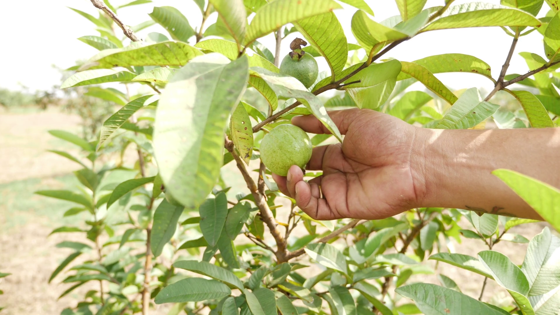 View Of Man Holding Green Guava Hanged On Guava Tree Stock Video Footage 00:22 SBV 346392766