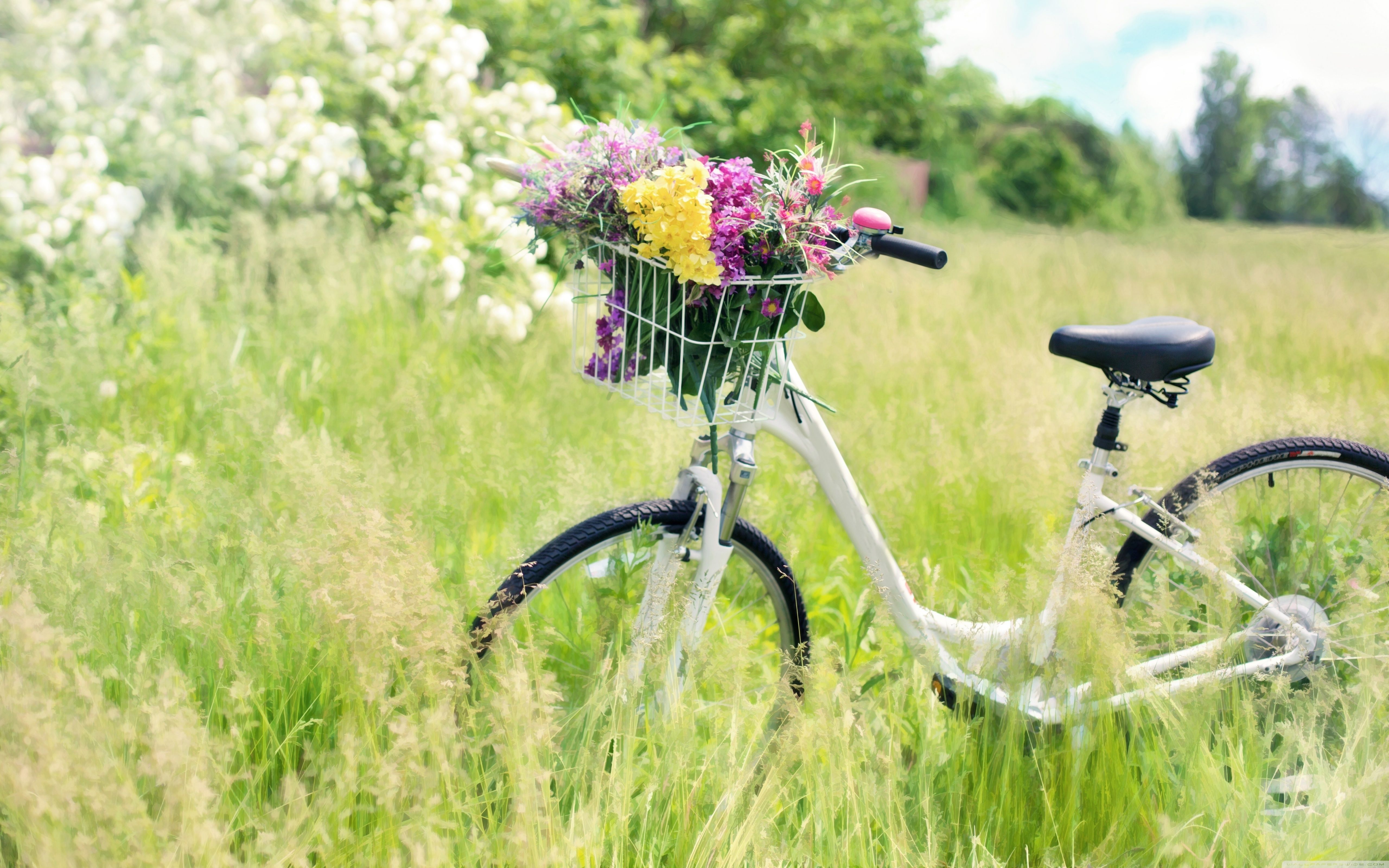 Cute Bicycle Wallpaper