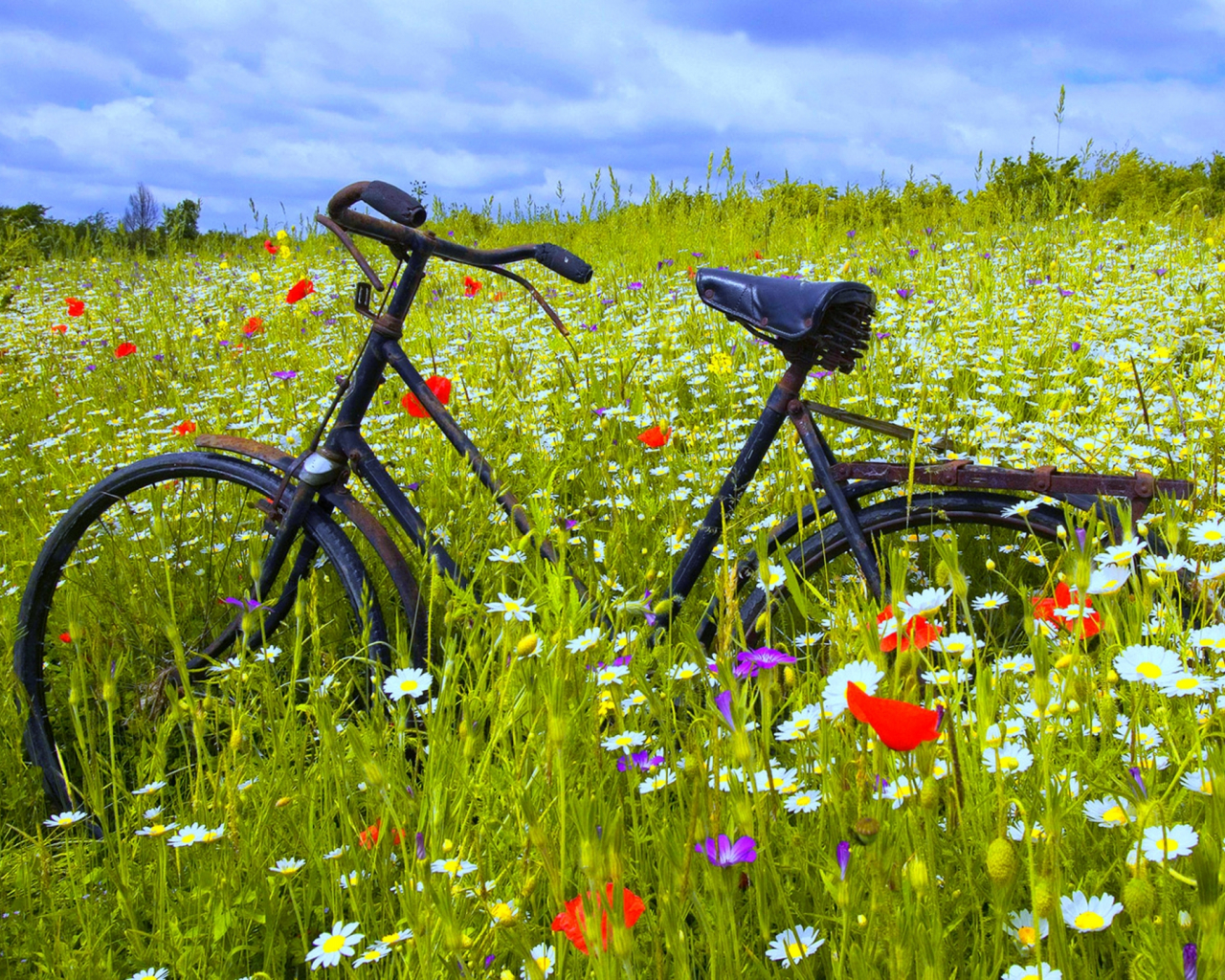 Free download Flower And Bicycle Wallpaper Desktop WallpaperLepi [1920x1440] for your Desktop, Mobile & Tablet. Explore Bicycle Wallpaper Desktop. Cycling Desktop Wallpaper, Biking Wallpaper for Desktop, Vintage Bicycle Wallpaper