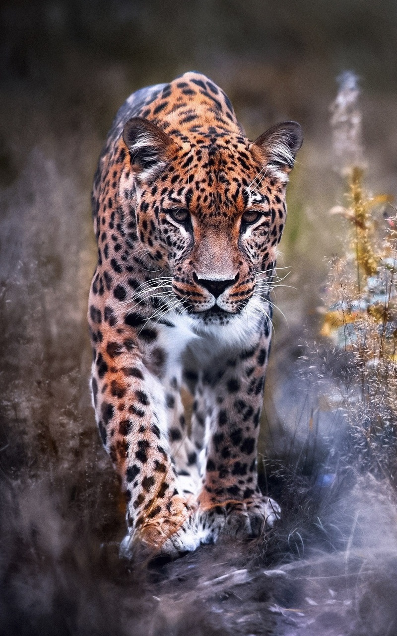 Leopard Big Cat Nexus 7, Samsung Galaxy Tab 10, Note Android Tablets HD 4k Wallpaper, Image, Background, Photo and Picture