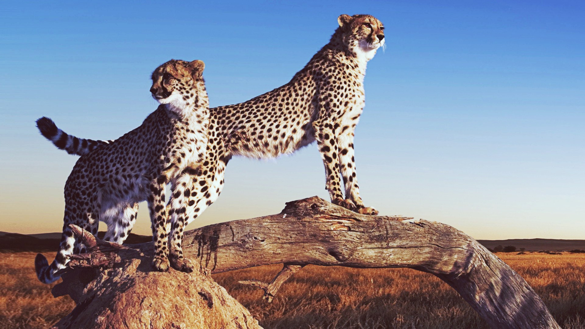 Big Cat Desktop Wallpaper Facebook Cover