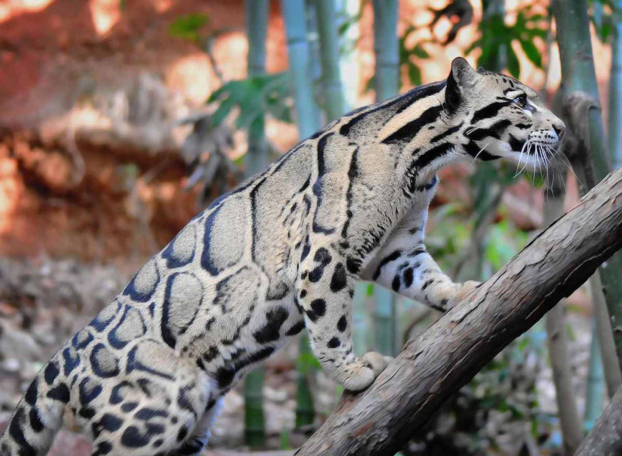 Clouded Leopard Big Cat Wallpaper. Free HD Cat Download