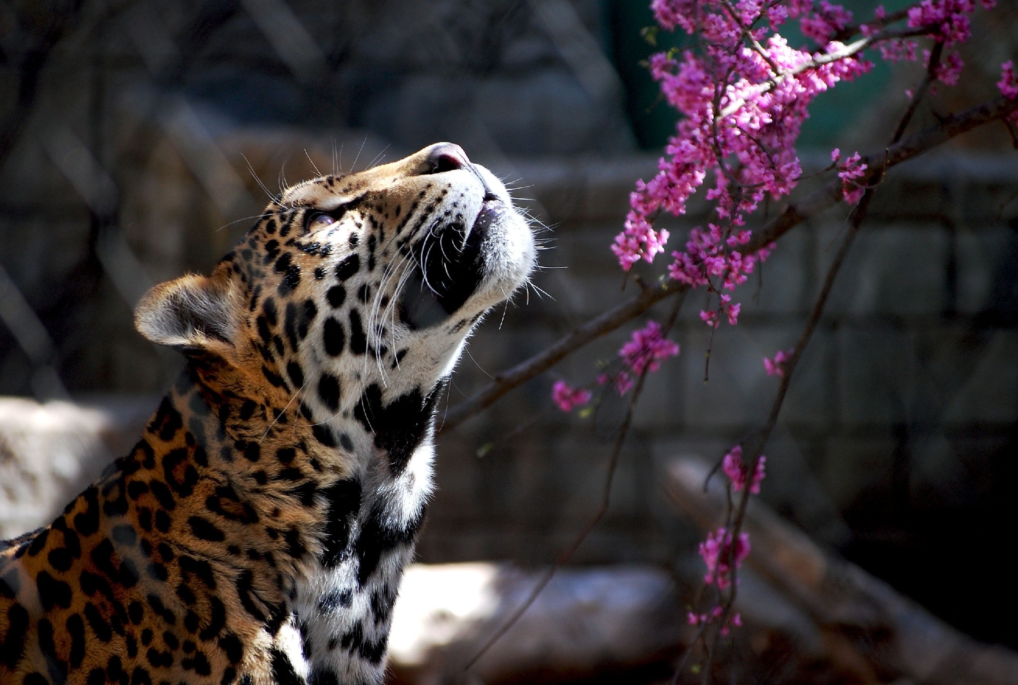 big cat wallpaper, vertebrate, jaguar, mammal, terrestrial animal, felidae, wildlife, leopard, big cats, whiskers, snout