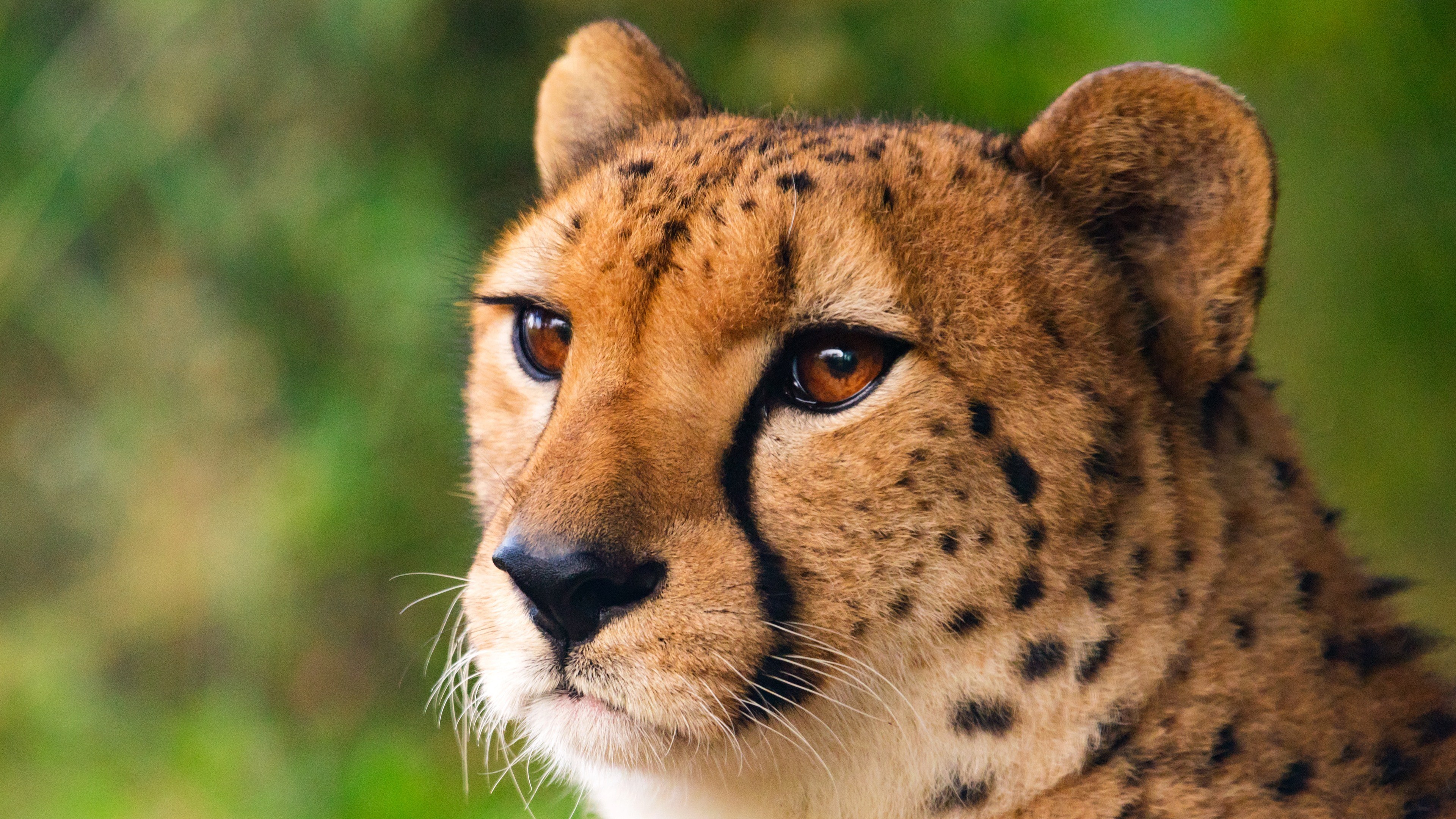 Big Cat 4K Wallpaper HD 41599