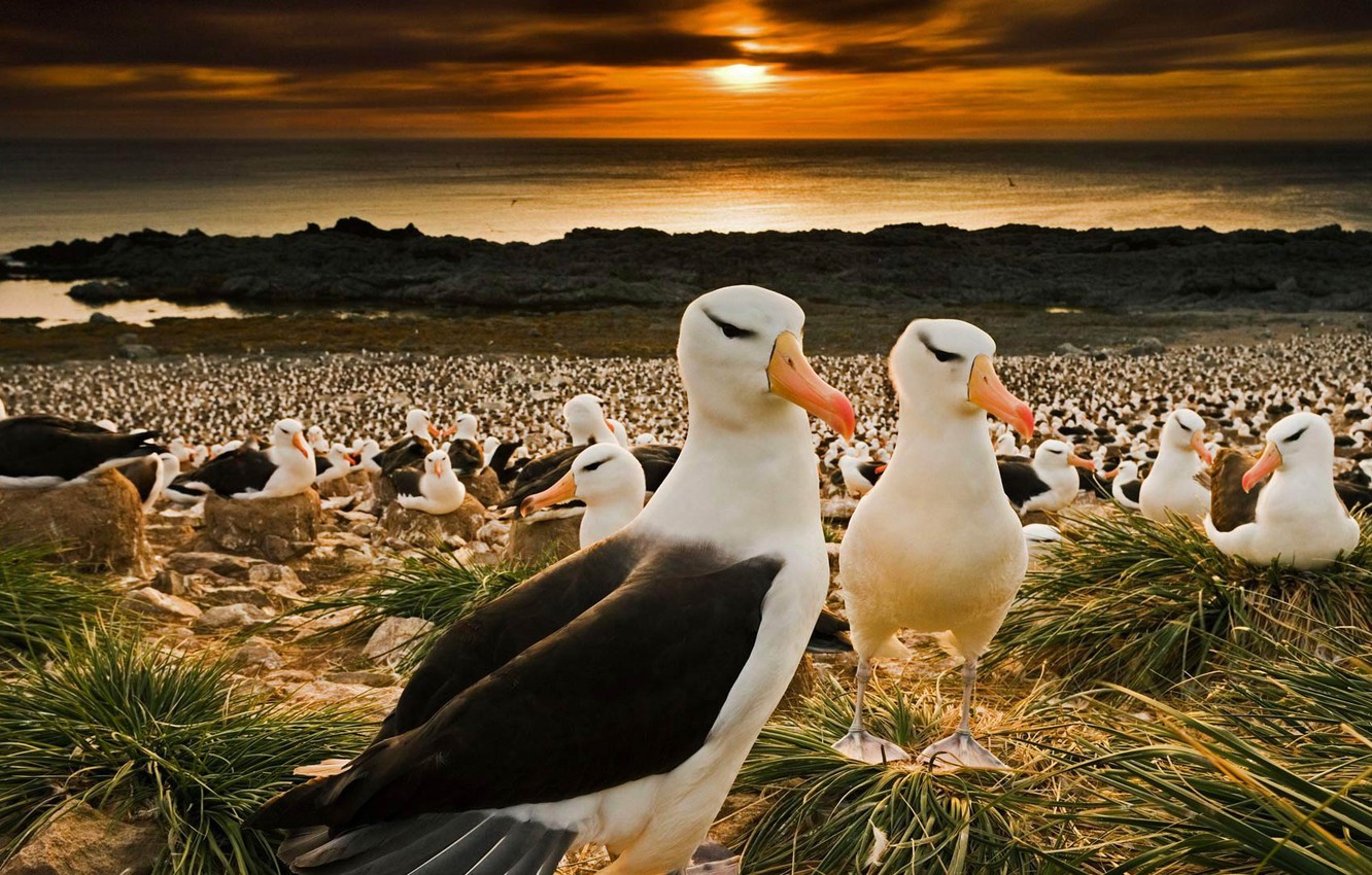 Wallpaper Birds, Beak, Colony, Falkland Islands, Black Browed Albatrosses Image For Desktop, Section животные