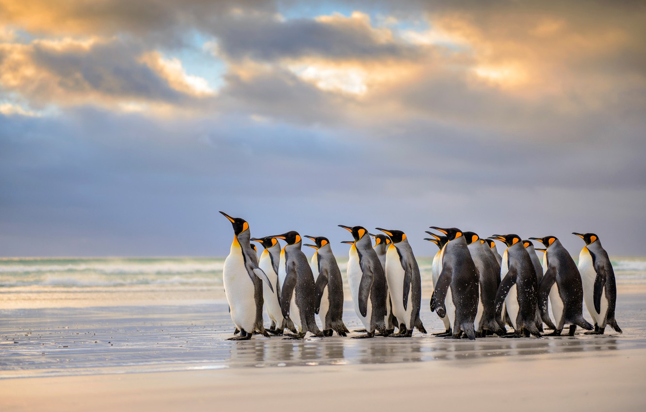 Wallpaper beach, The Atlantic ocean, Royal penguins, Falkland Islands image for desktop, section животные