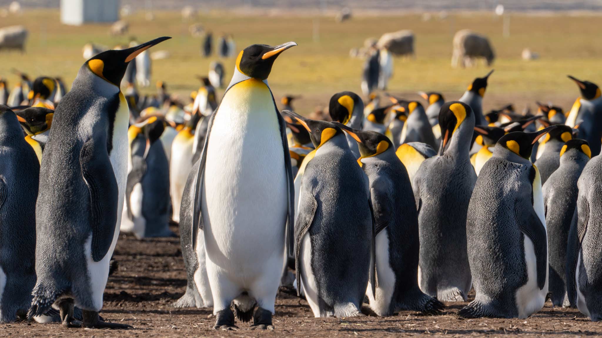Forty photo of the Falkland Islands: From rich wildlife to diverse vistas
