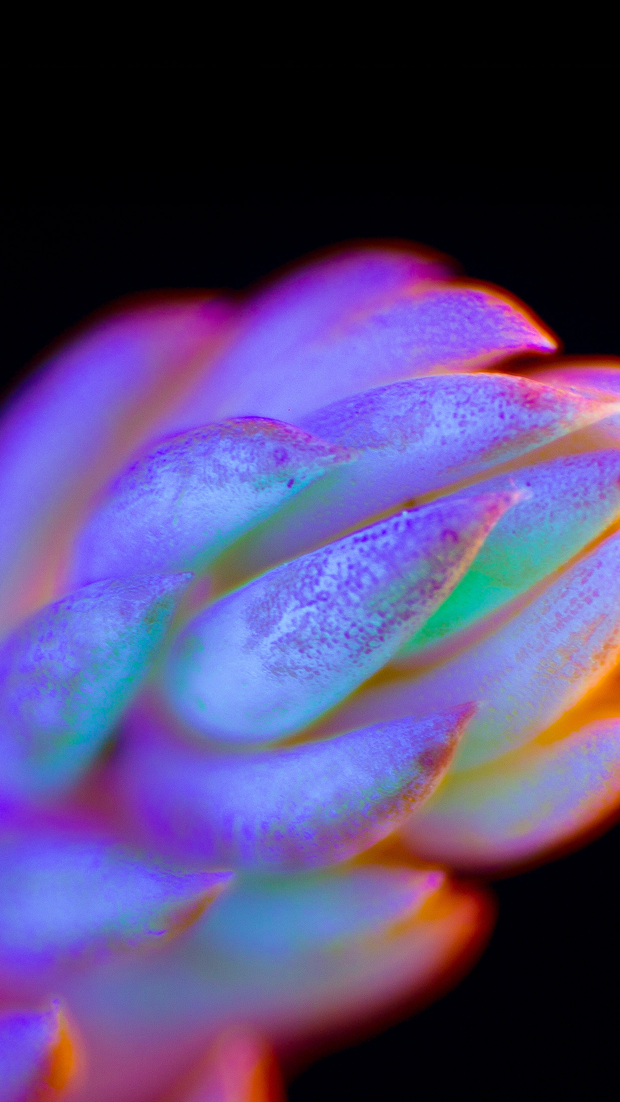 iPhone X wallpaper. neon creature dark color flower art