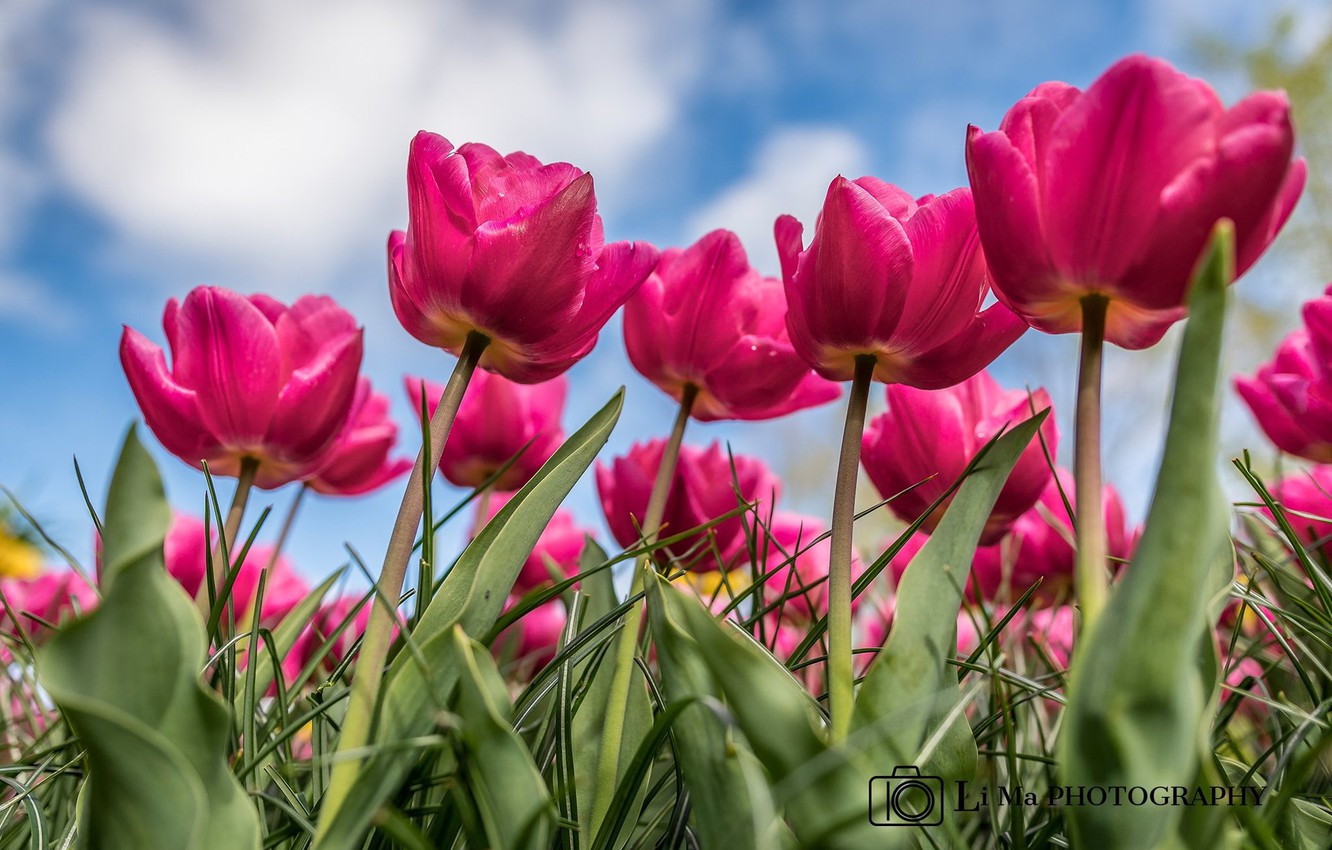 Photo Wallpaper Summer, The Sky, Tulips's Tulip