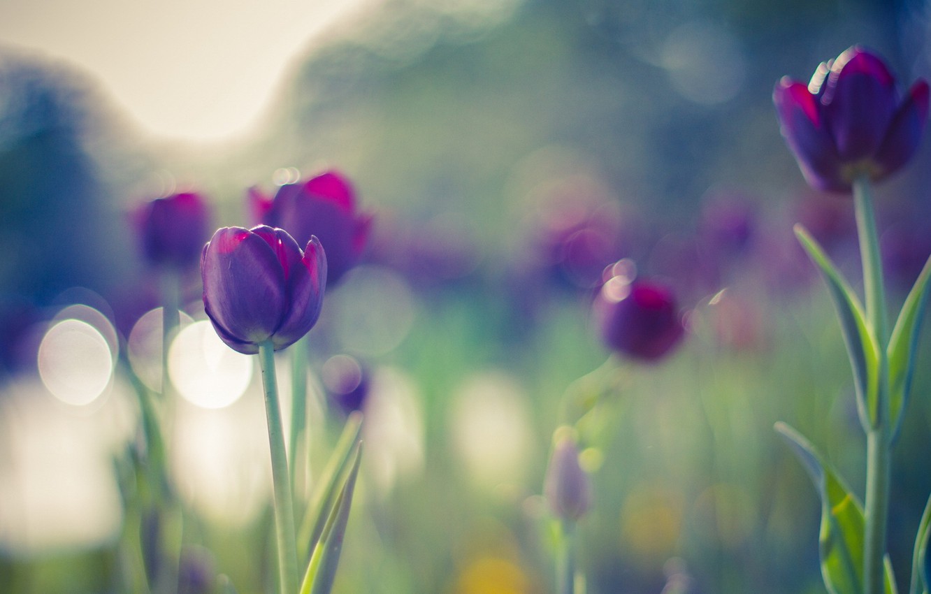 Wallpaper colors, summer, flowers, beautiful, tulips, bokeh, purple image for desktop, section макро