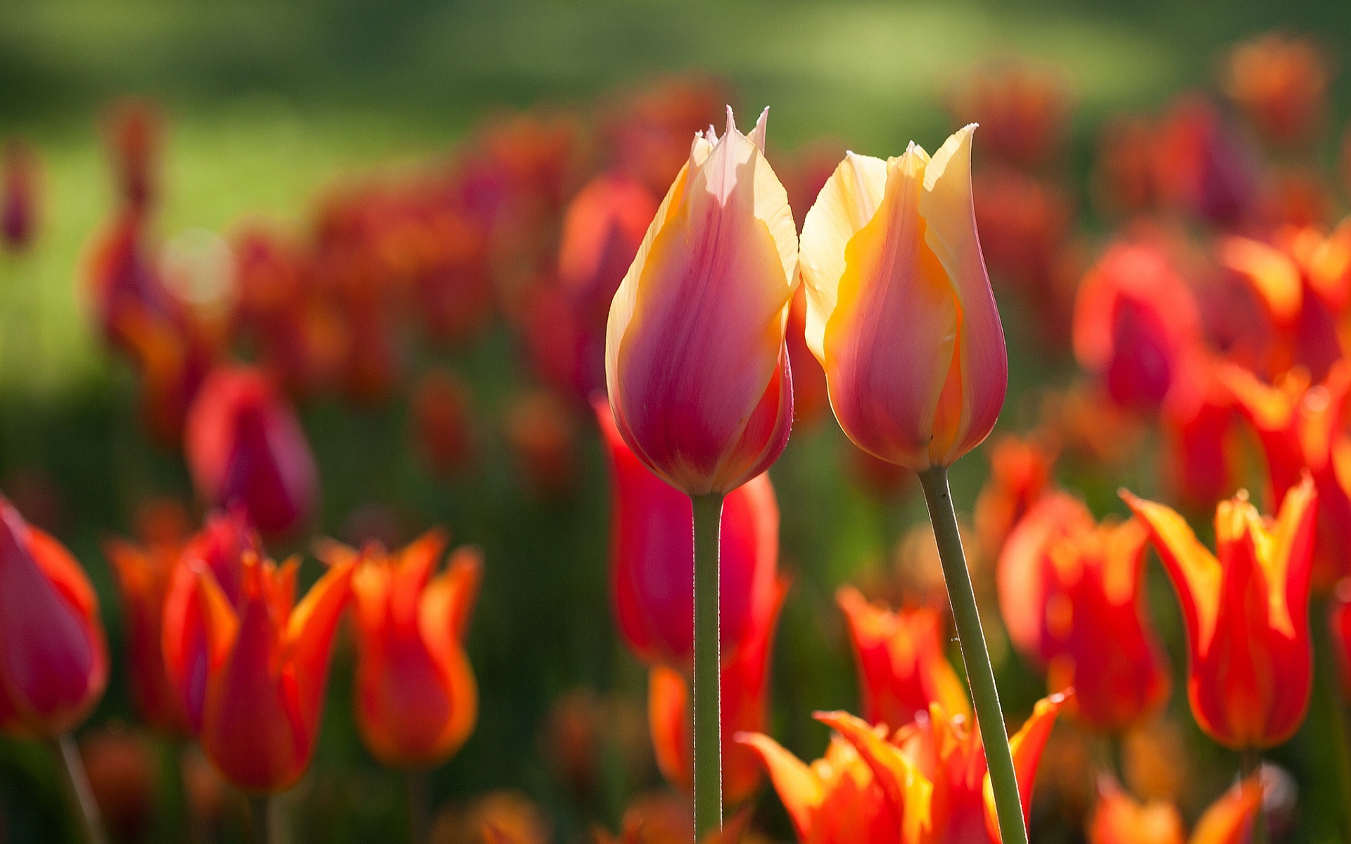 Orange Tulips Summer