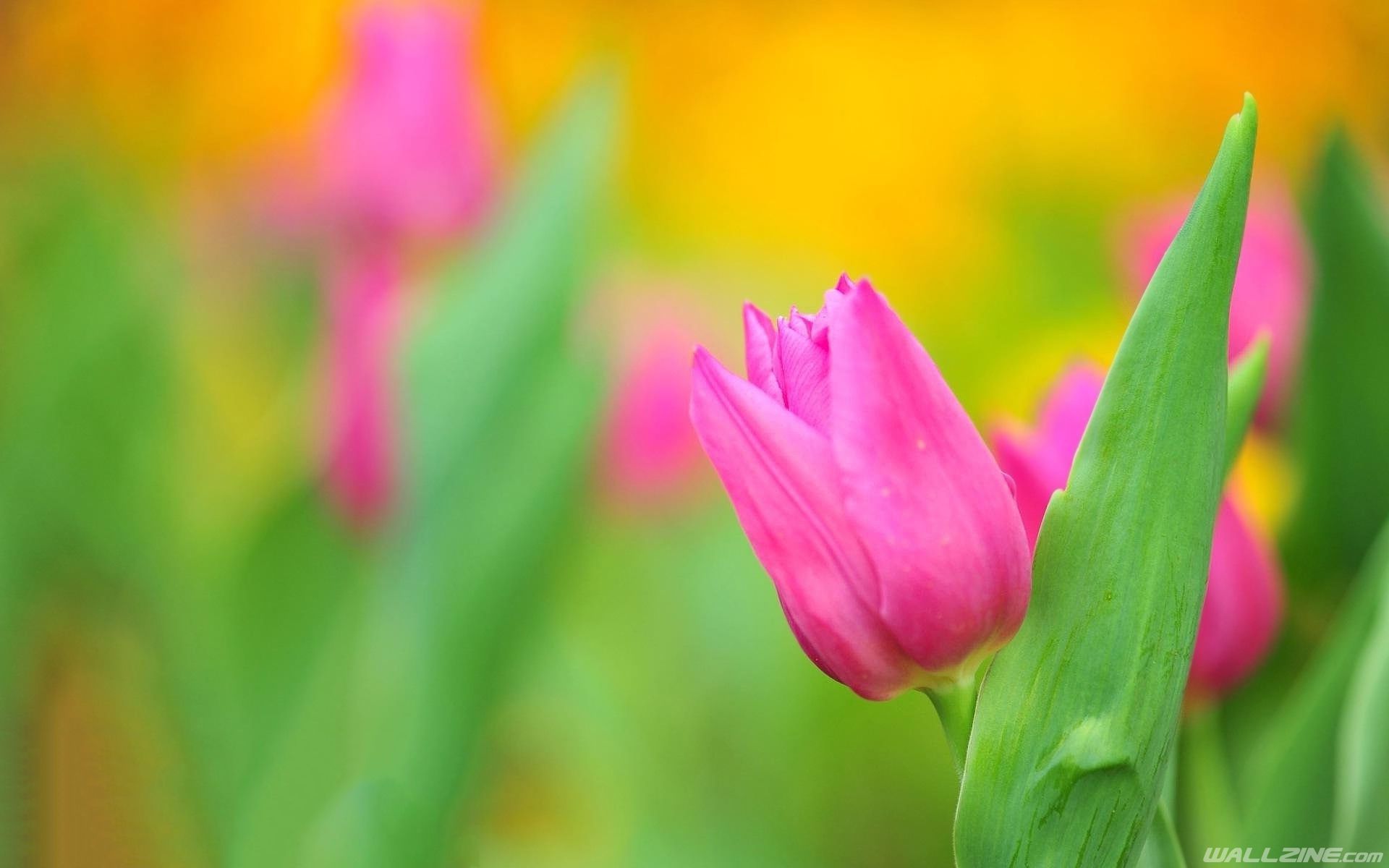 Summer Pink Tulip Flower Wallpaper. Tulips flowers, Flower wallpaper, Pink tulips