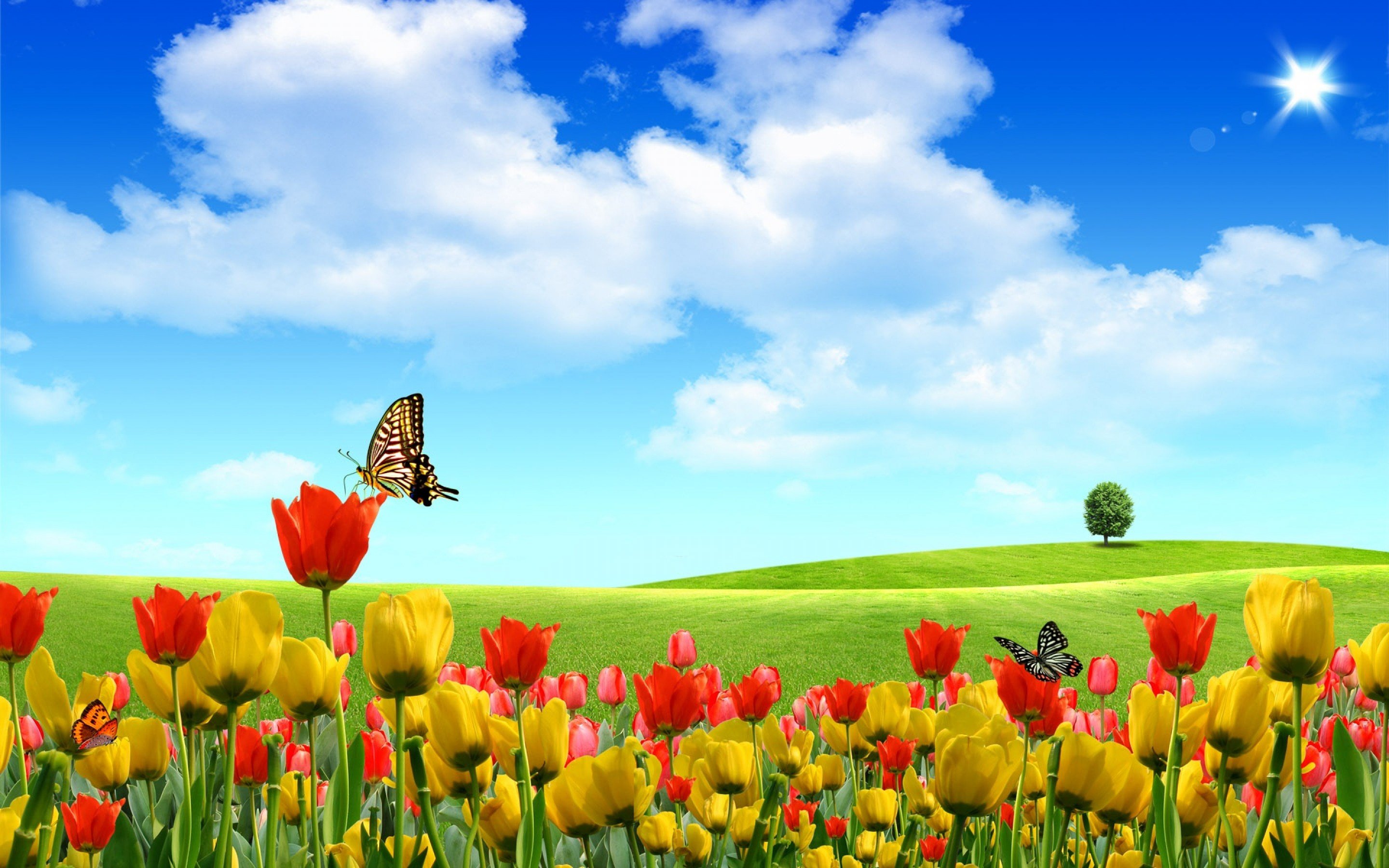 tulip, Fields, Tulips, Field, Flower, Flowers, Butterly, Summer Wallpaper HD / Desktop and Mobile Background