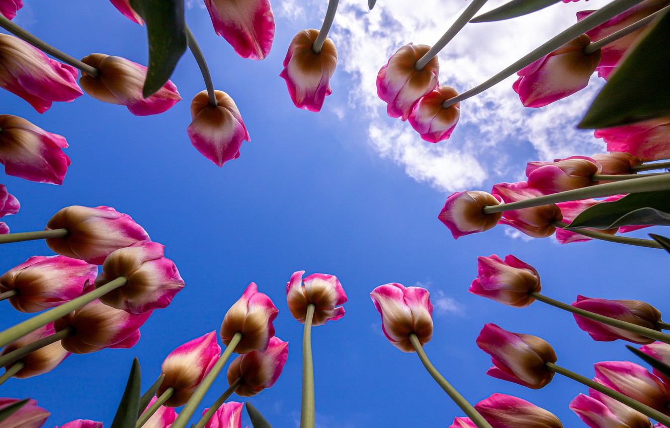 Wallpaper summer, the sky, Tulips image for desktop, section цветы