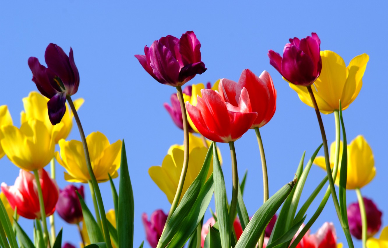 Wallpaper field, summer, the sun, flowers, colorful, tulips, summer, field, flowers, tulips image for desktop, section цветы